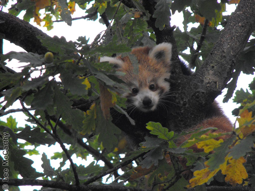 Lilly the Red Panda Cub Chester Zoo October 2010