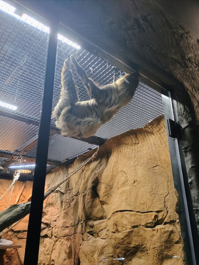 Lilo the Linne's Two-Toed Sloth (6/21/25)