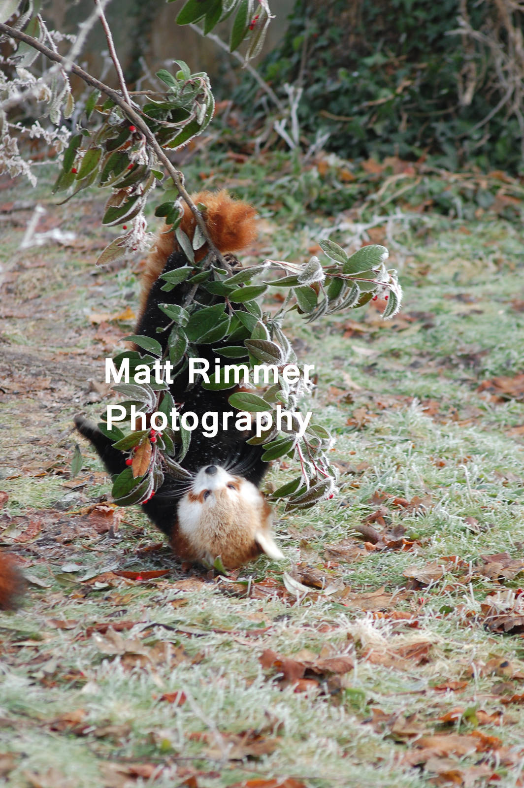 Lily going mad for berries