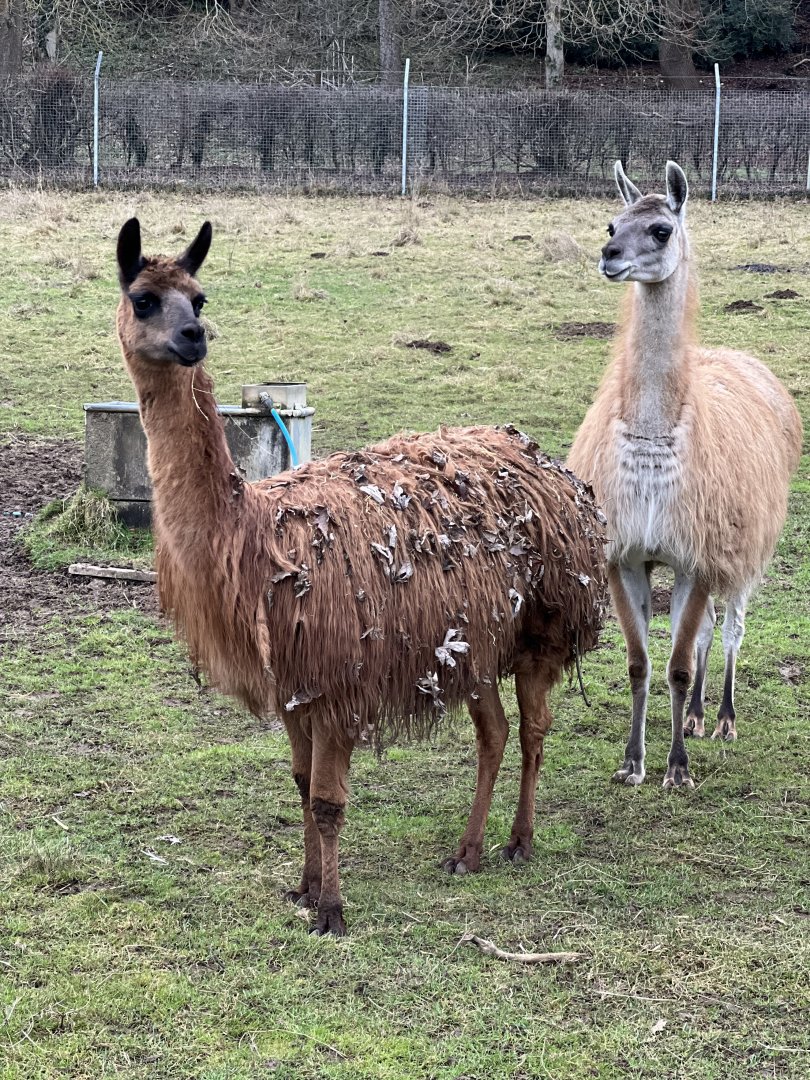 Lily & Gracie, guanacos