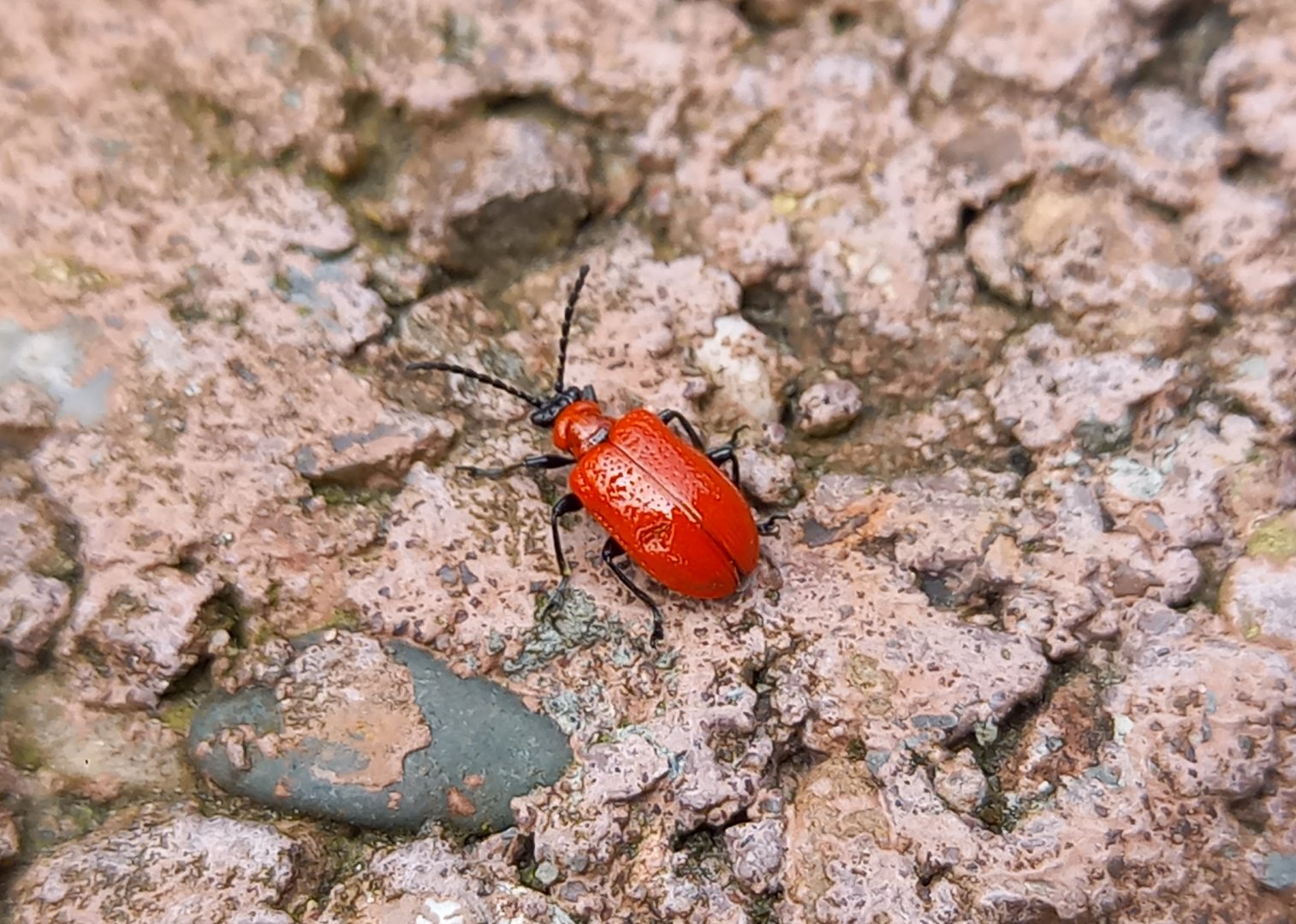 Lily leaf beetle - Lilioceris lilii