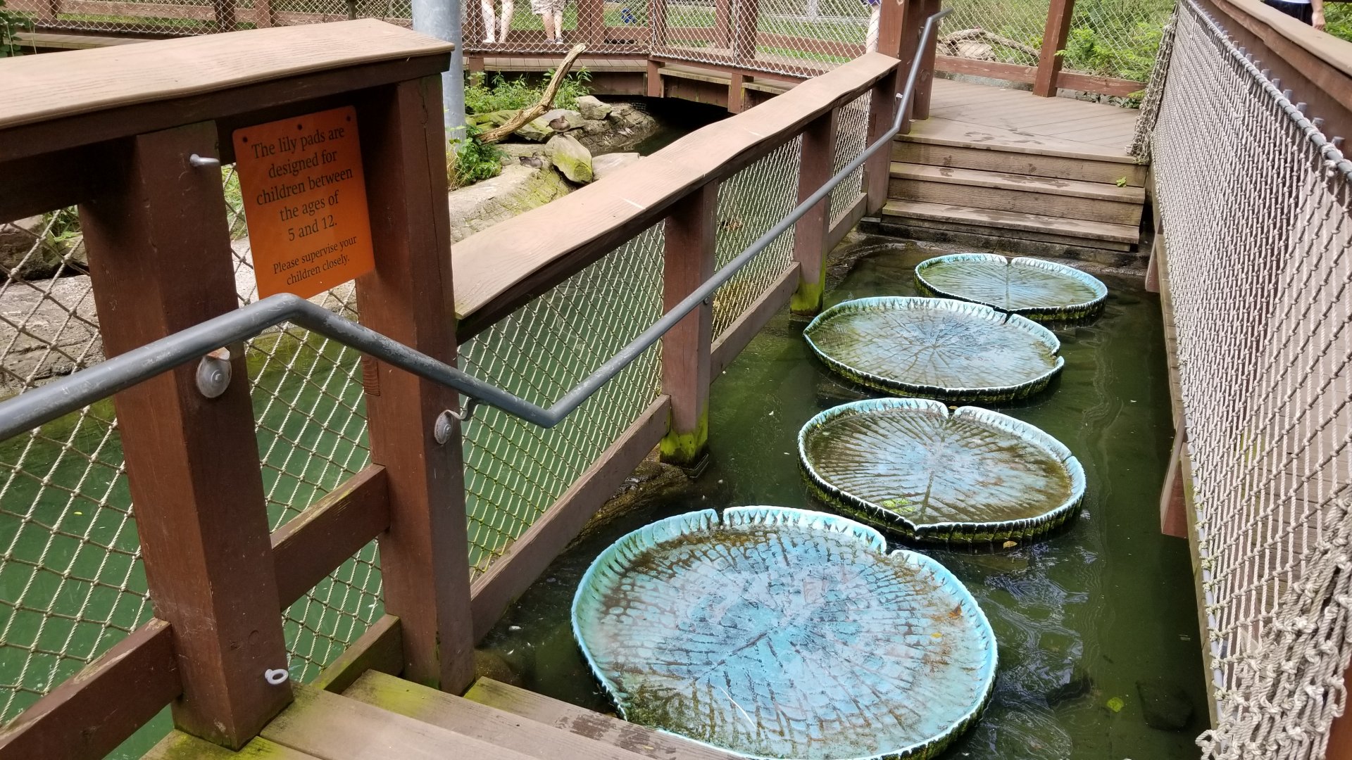 Lily pad crossing in Maryland aviary
