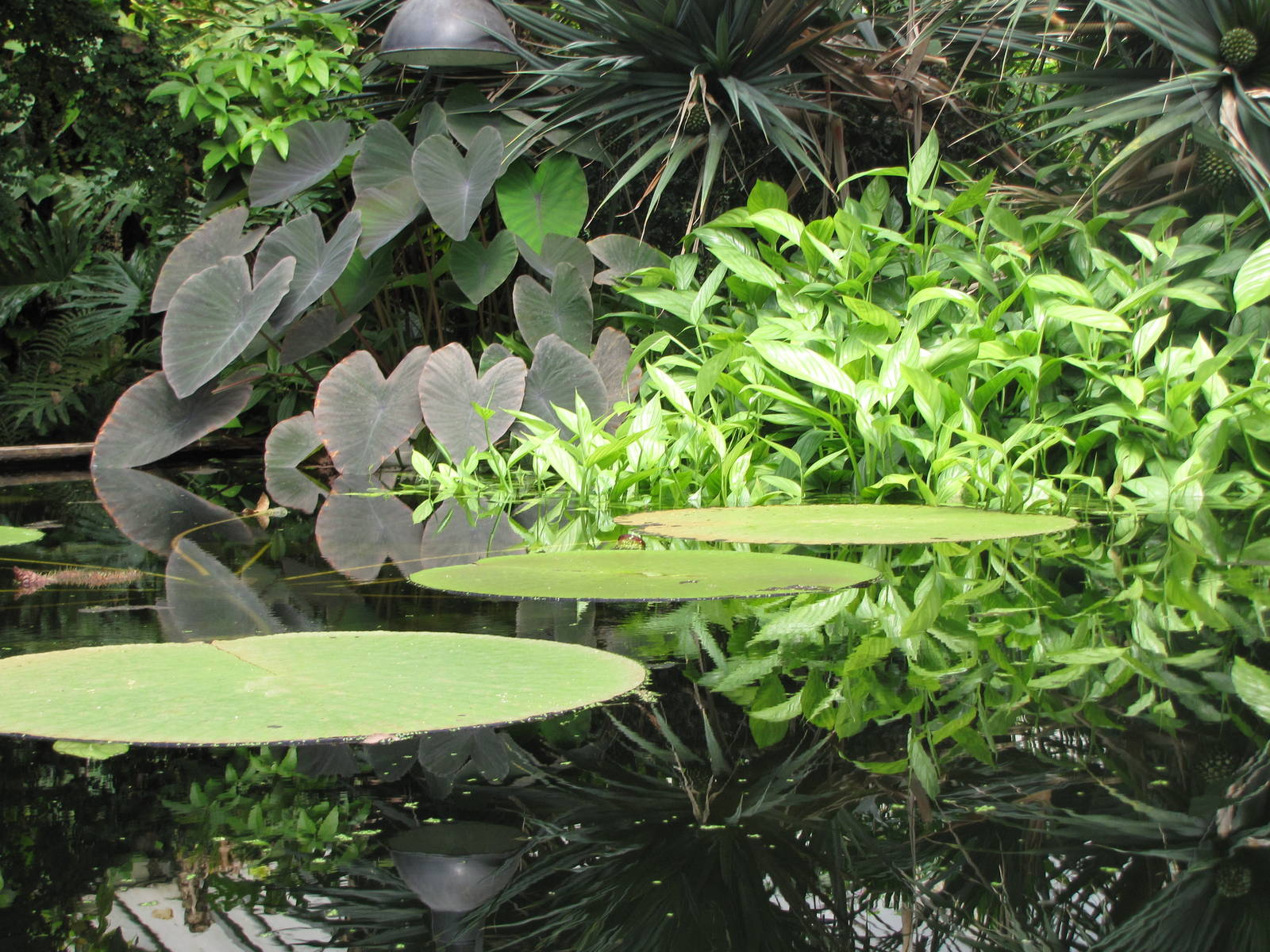 Lily pads in the tropical house