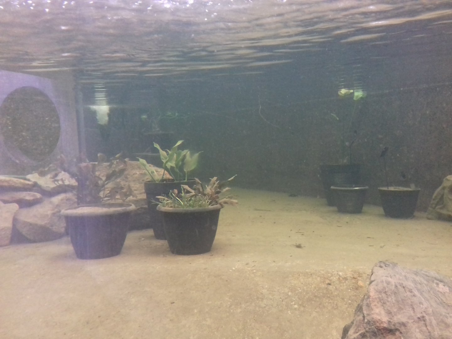 Lily tank, Princess of Wales Conservatory