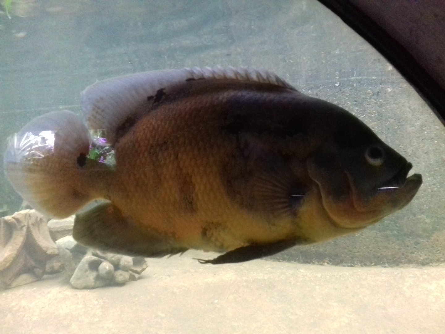 Lily tank, Princess of Wales Conservatory