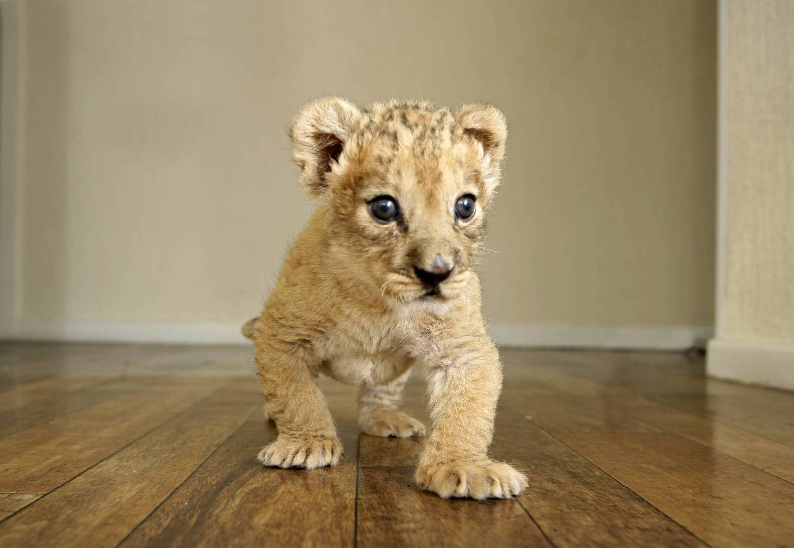 Lily the lion - Belfast