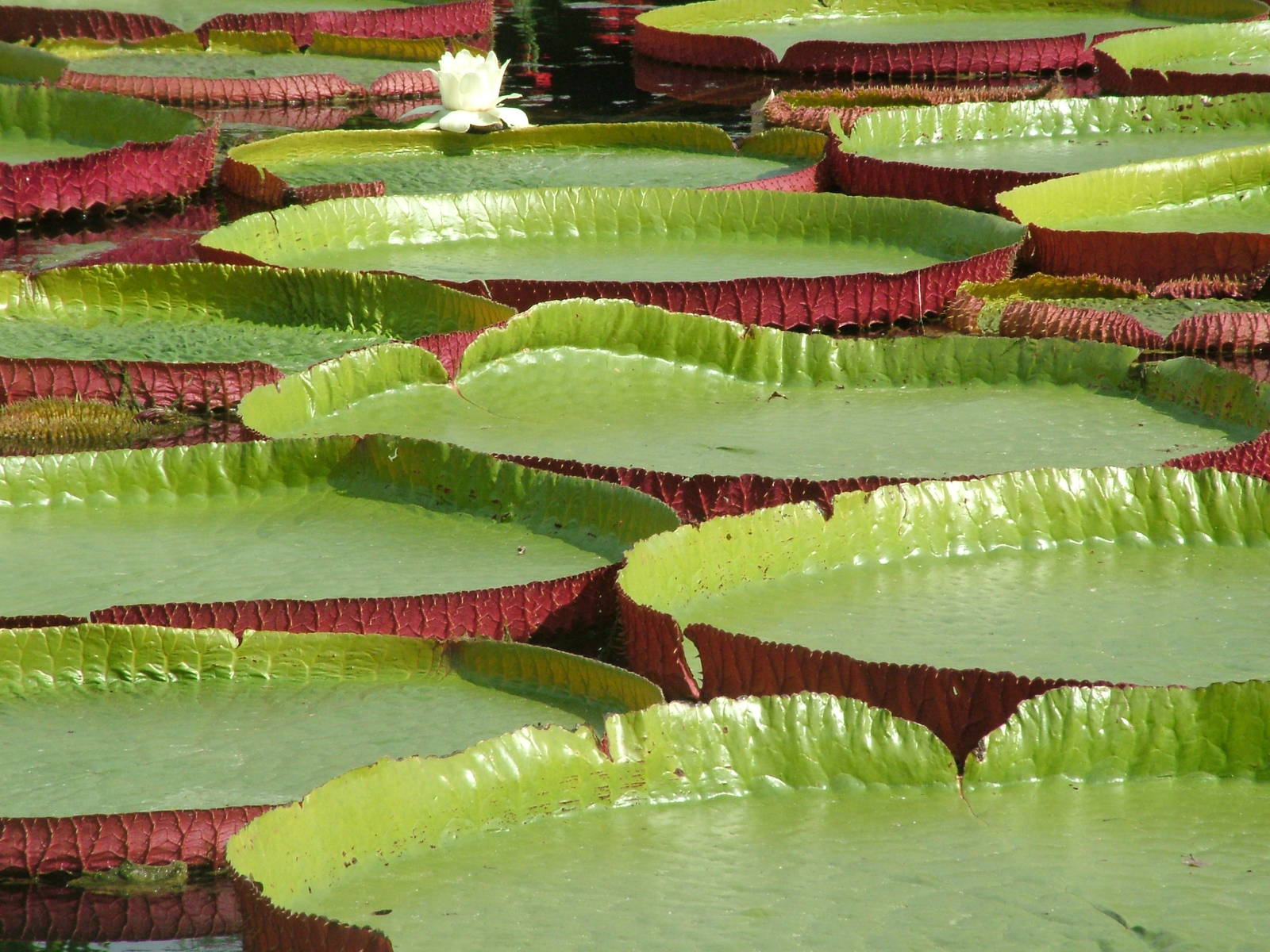 Lilypond at Wilhelma, Stuttgart 02/09/10