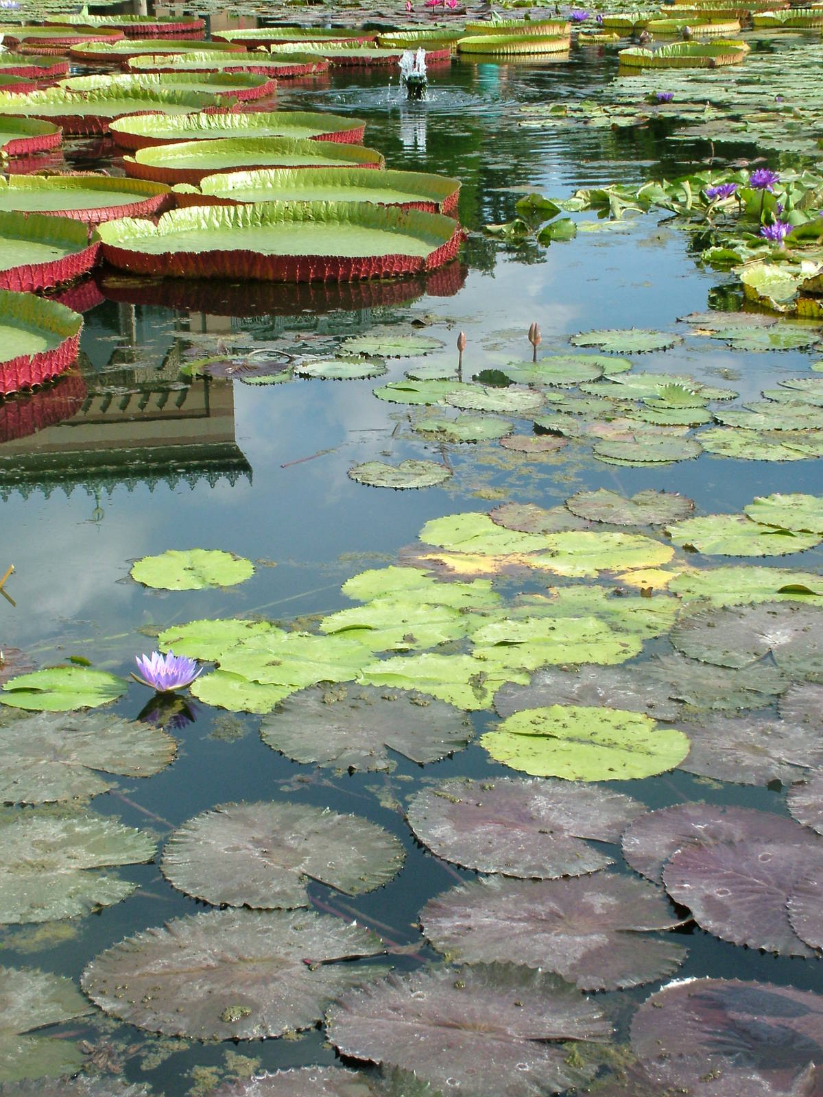 Lilypond at Wilhelma, Stuttgart 02/09/10