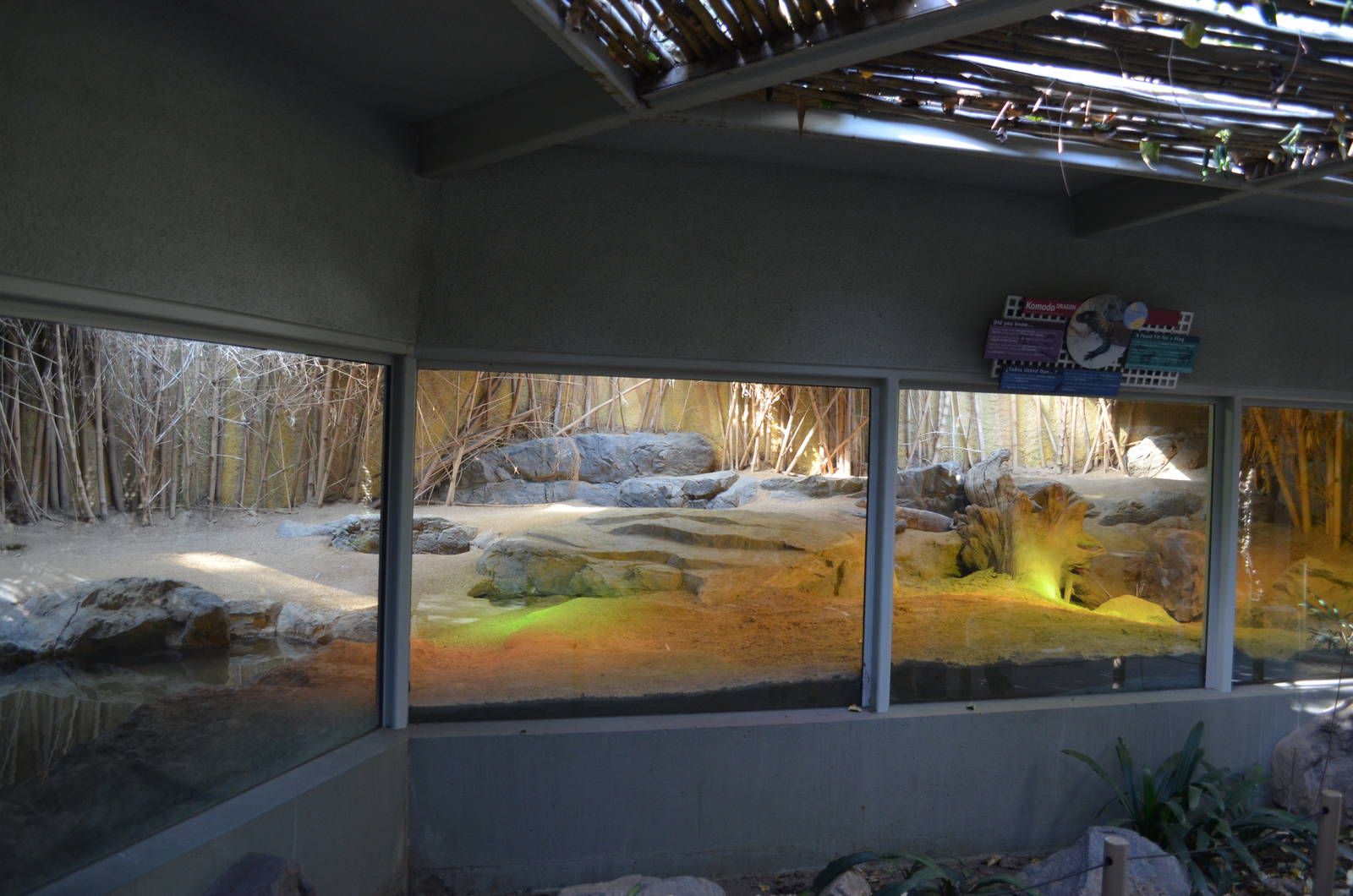 Lima (Female Komodo Dragon) Habitat