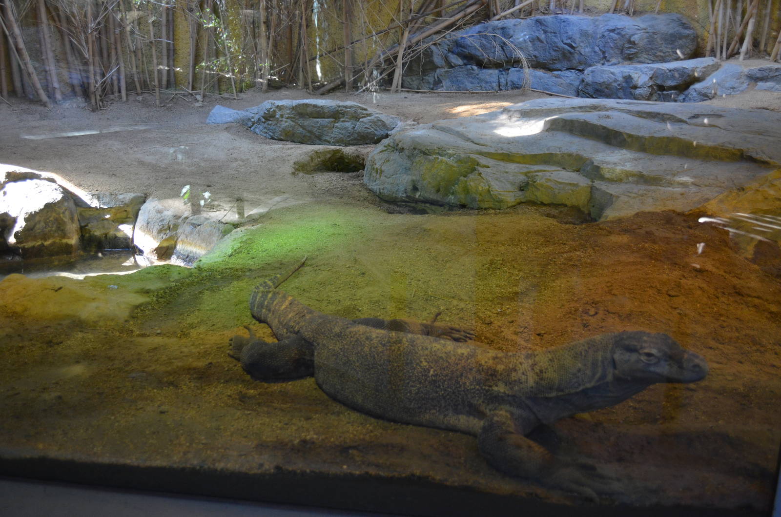 Lima (Female Komodo Dragon) Habitat