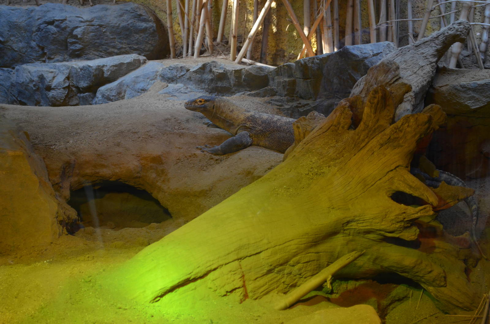 Lima Habitat (Female Komodo Dragon)