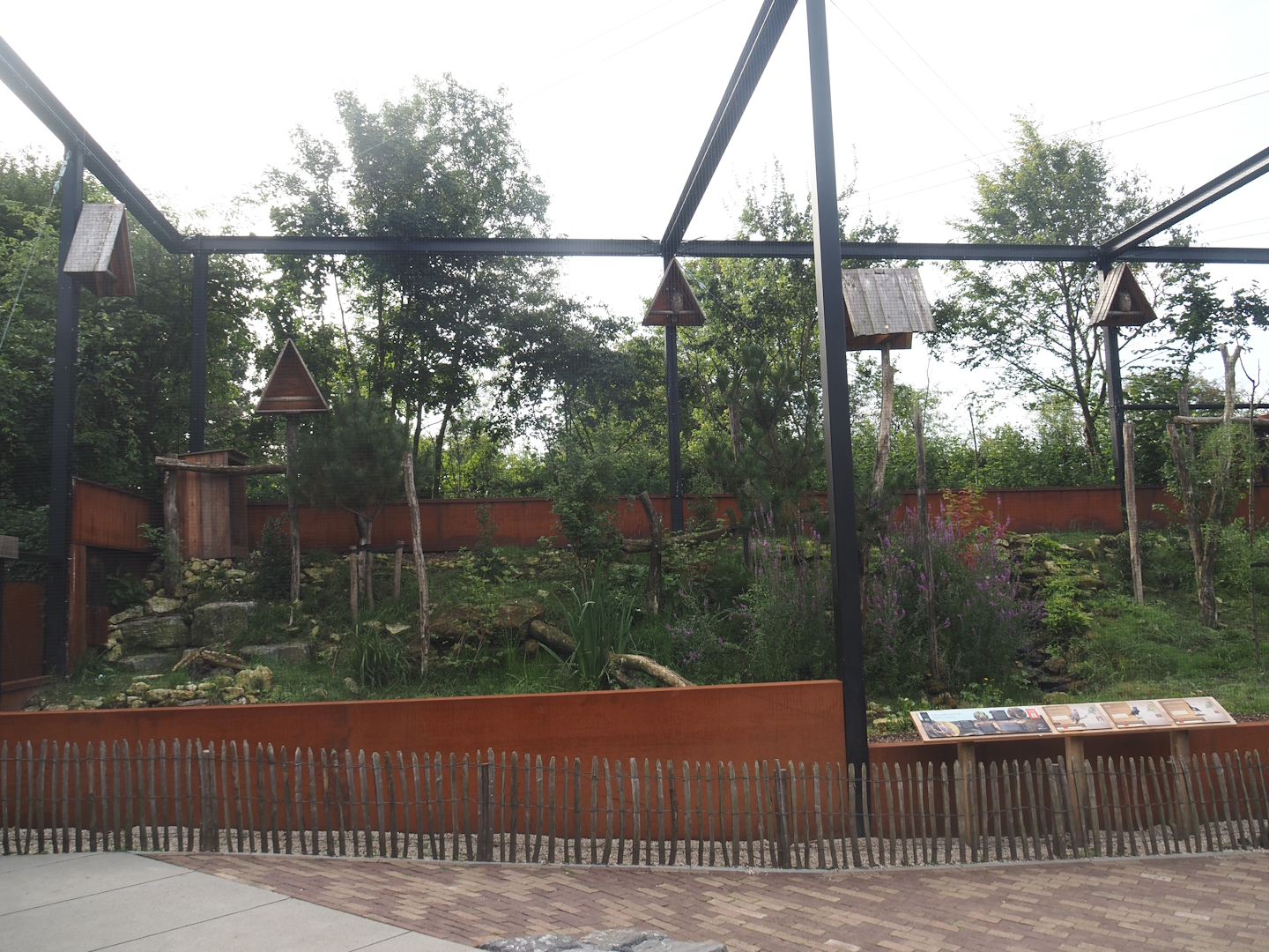 Limburg aviary with Black stork, Raven and Eurasian eagle owl, 2024-08-21