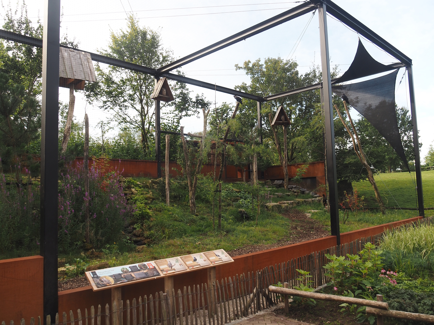 Limburg aviary with Black stork, Raven and Eurasian eagle owl, 2024-08-21