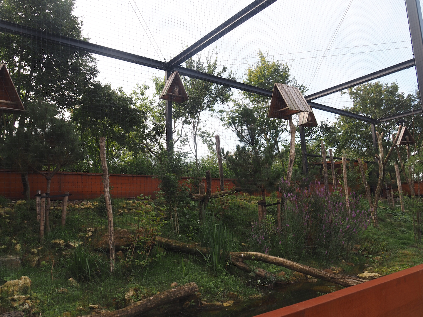 Limburg aviary with Black stork, Raven and Eurasian eagle owl, 2024-08-21