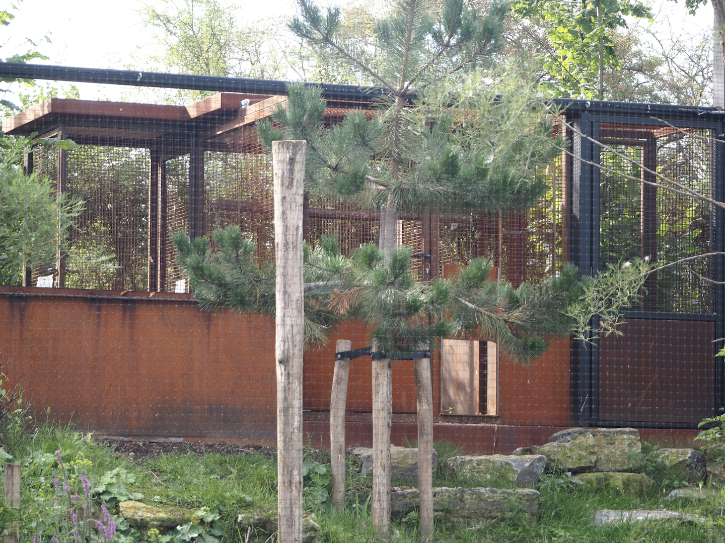 Limburg aviary with Black stork, Raven and Eurasian eagle owl - Holding area, 2024-08-21