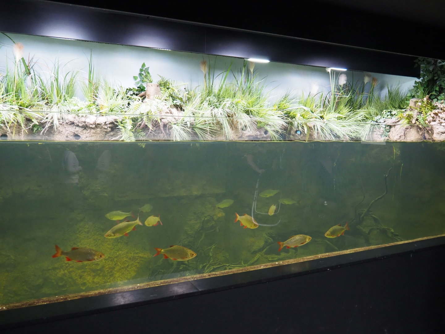 Limburg creek aquarium, 2019-03-30