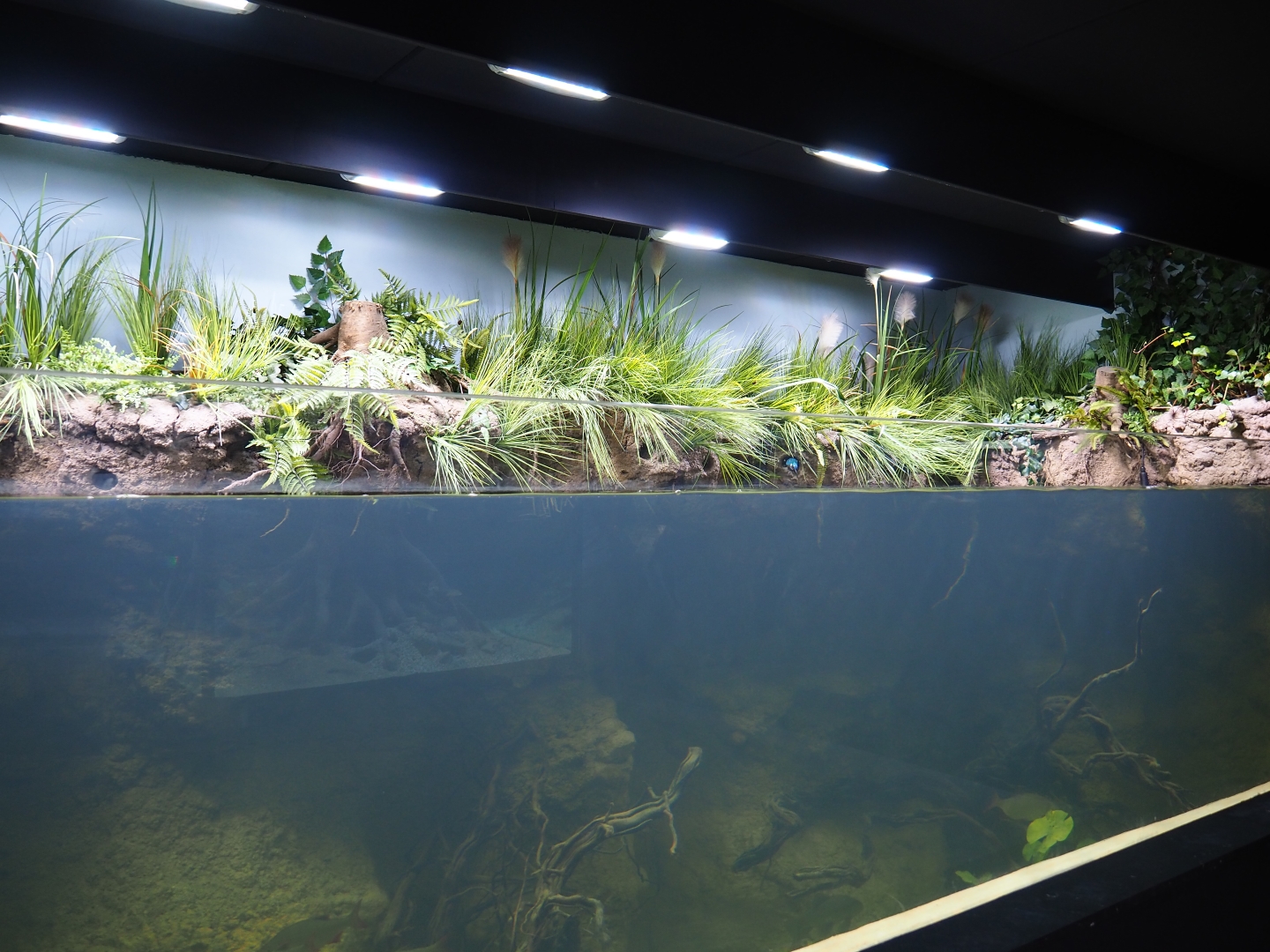 Limburg creek aquarium (Oct 13th, 2018)