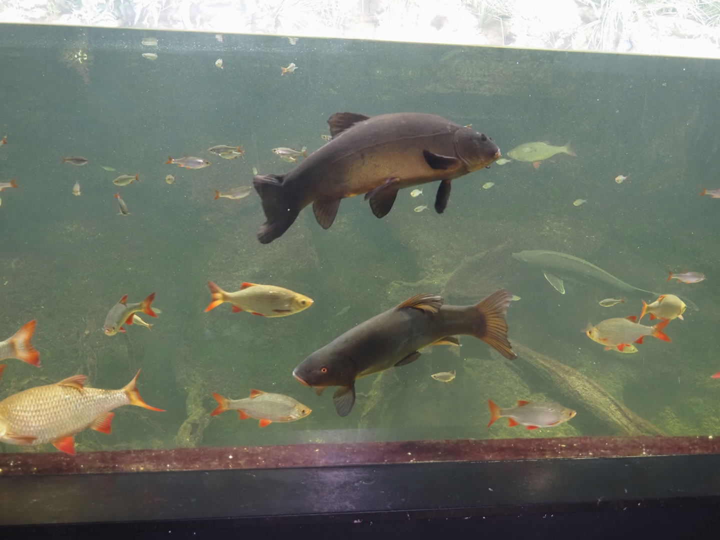 Limburg creek tank, 2024-08-21