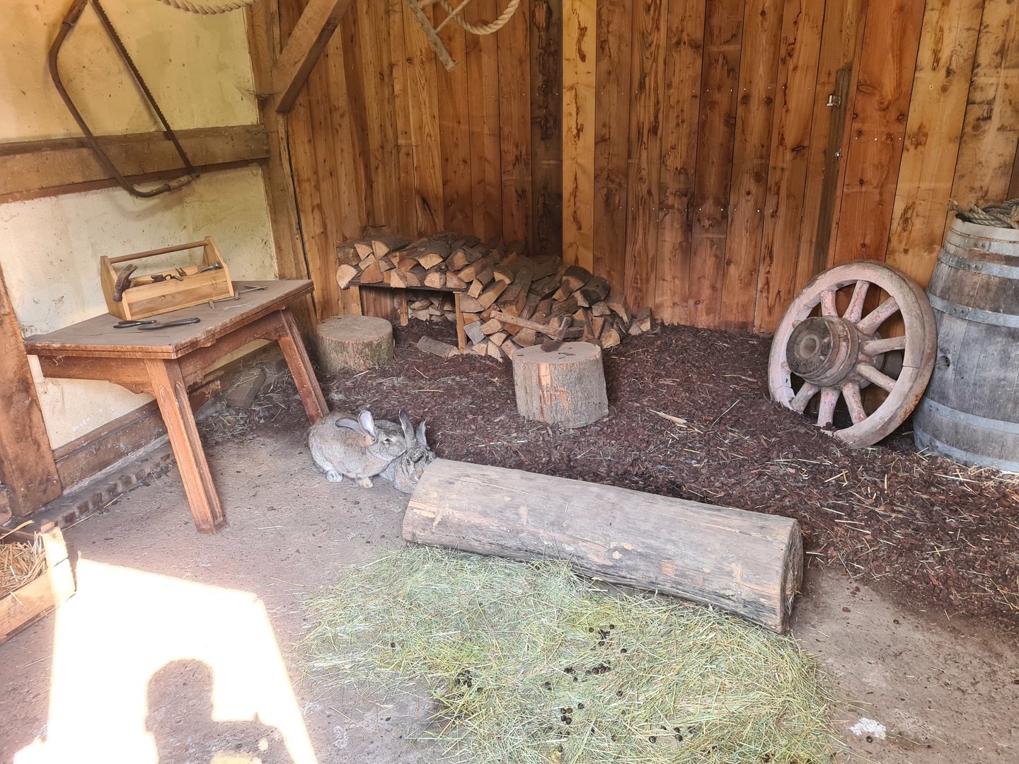 Limburg farm - Flemish giant indoor enclosure