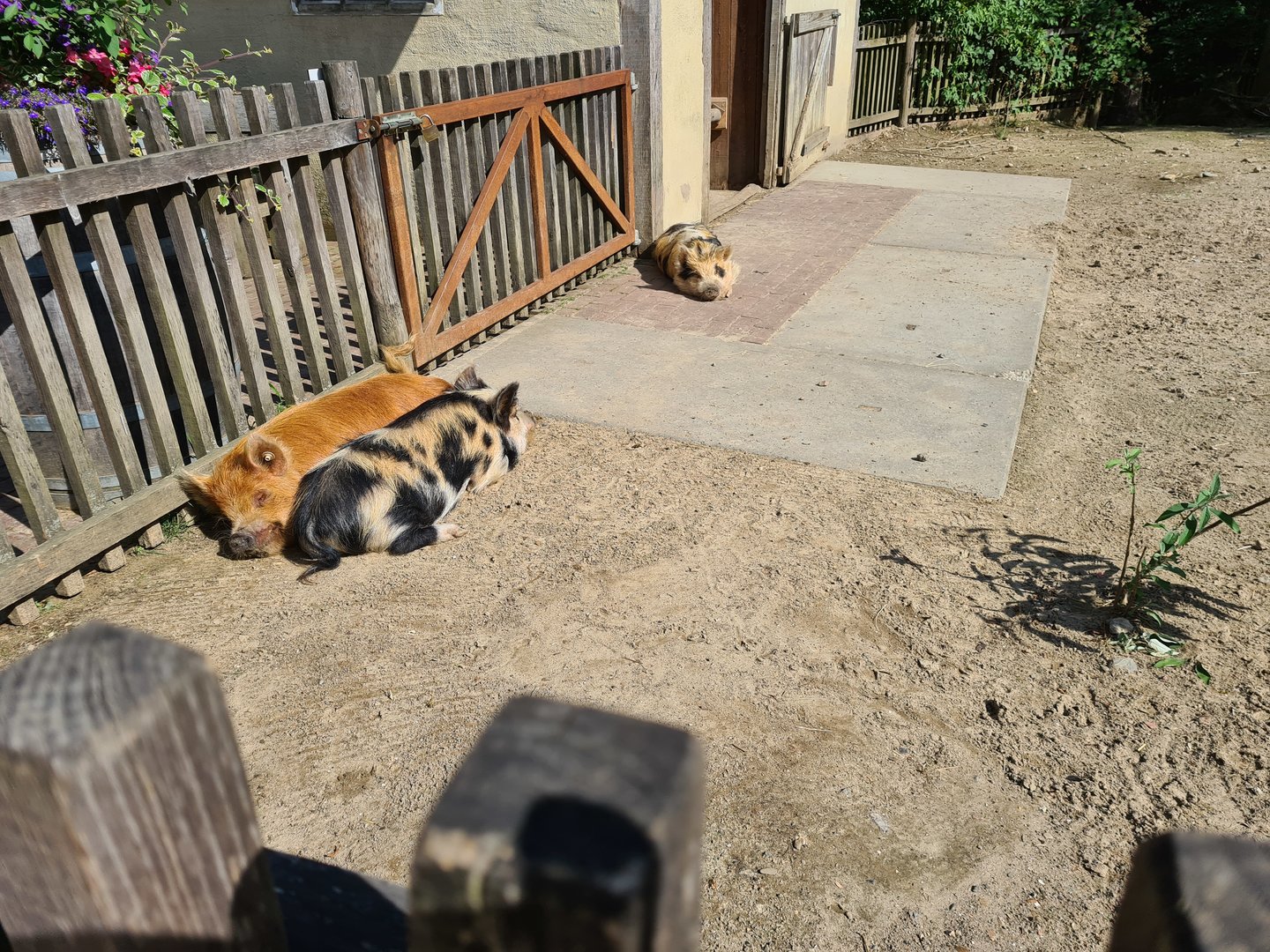 Limburg farm - Kune-Kune pigs