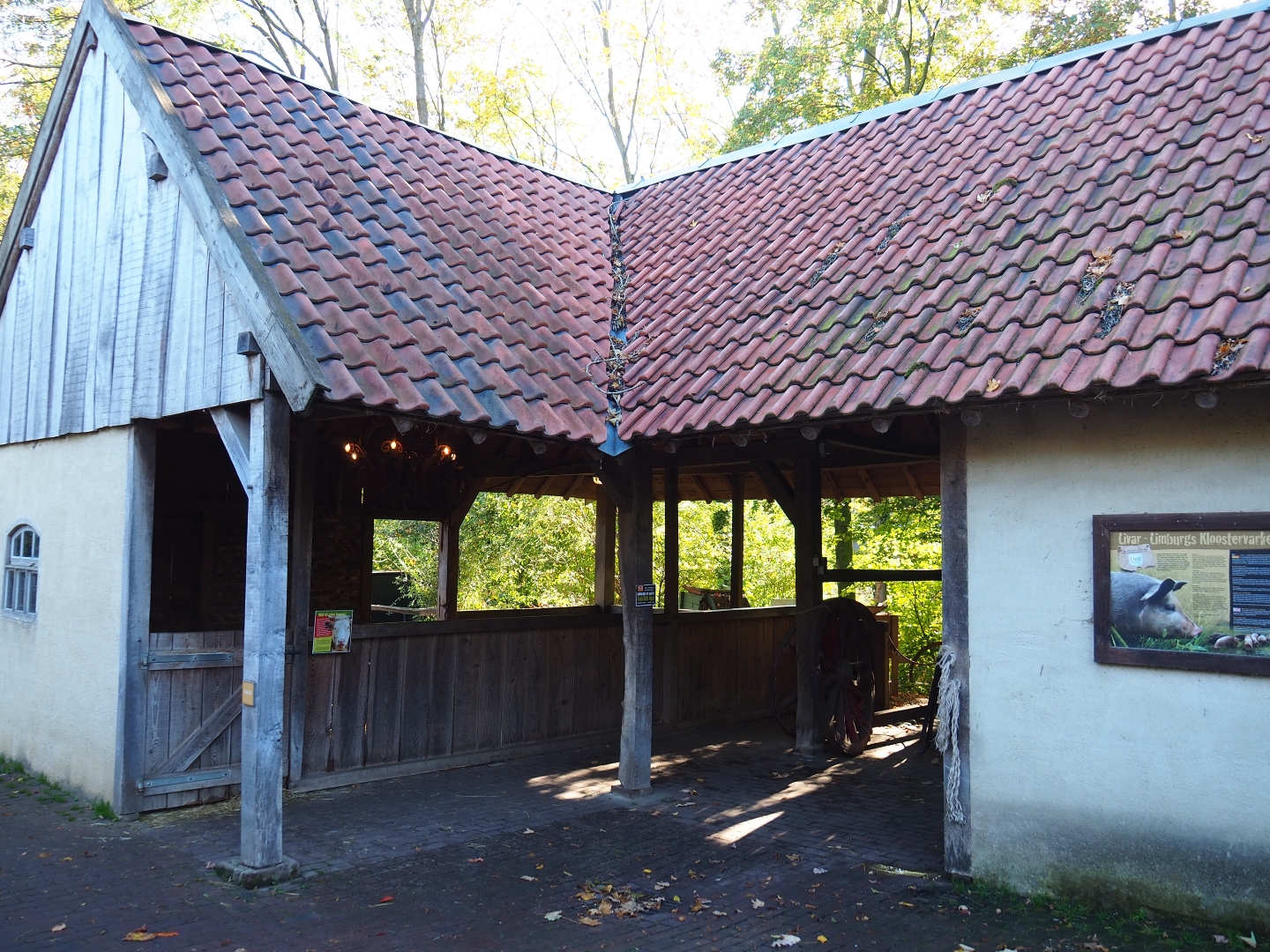 Limburg farm yard - Cow and big barn (Oct 13th, 2018)