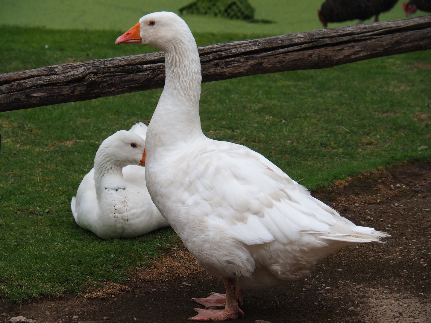 Limburg farm yard - Domestic goose (Anser anser domesticus), 2019-07-21