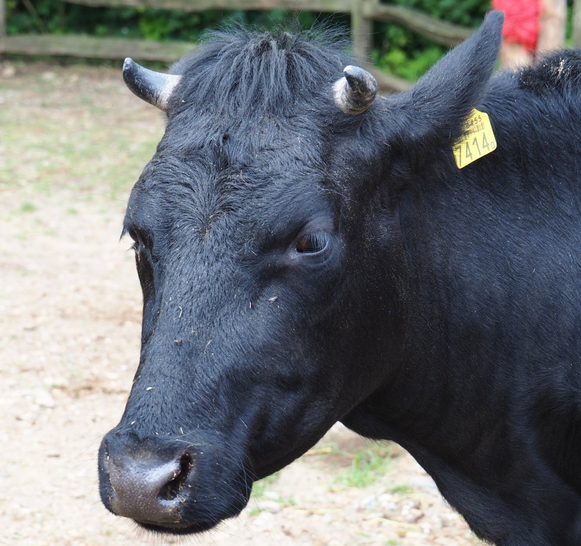 Limburg farm yard - Dutch belted or Lakenvelder cattle (Bos taurus taurus), 2019-07-21