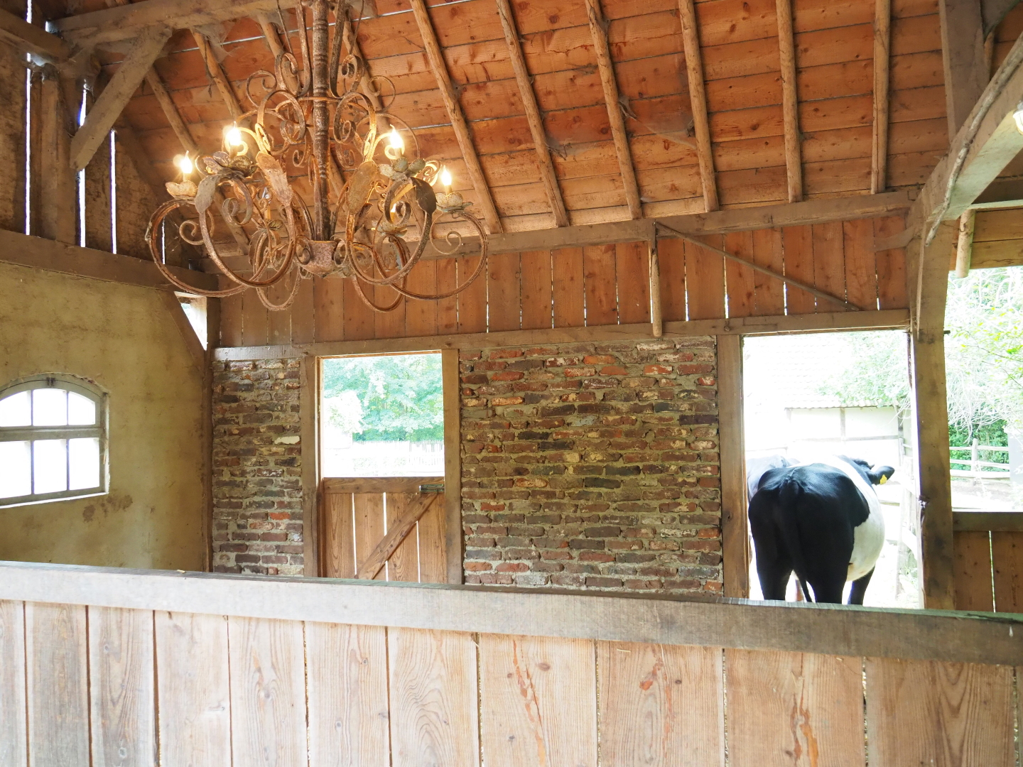 Limburg farm yard - Dutch belted or Lakenvelder cattle stable, 2019-07-21