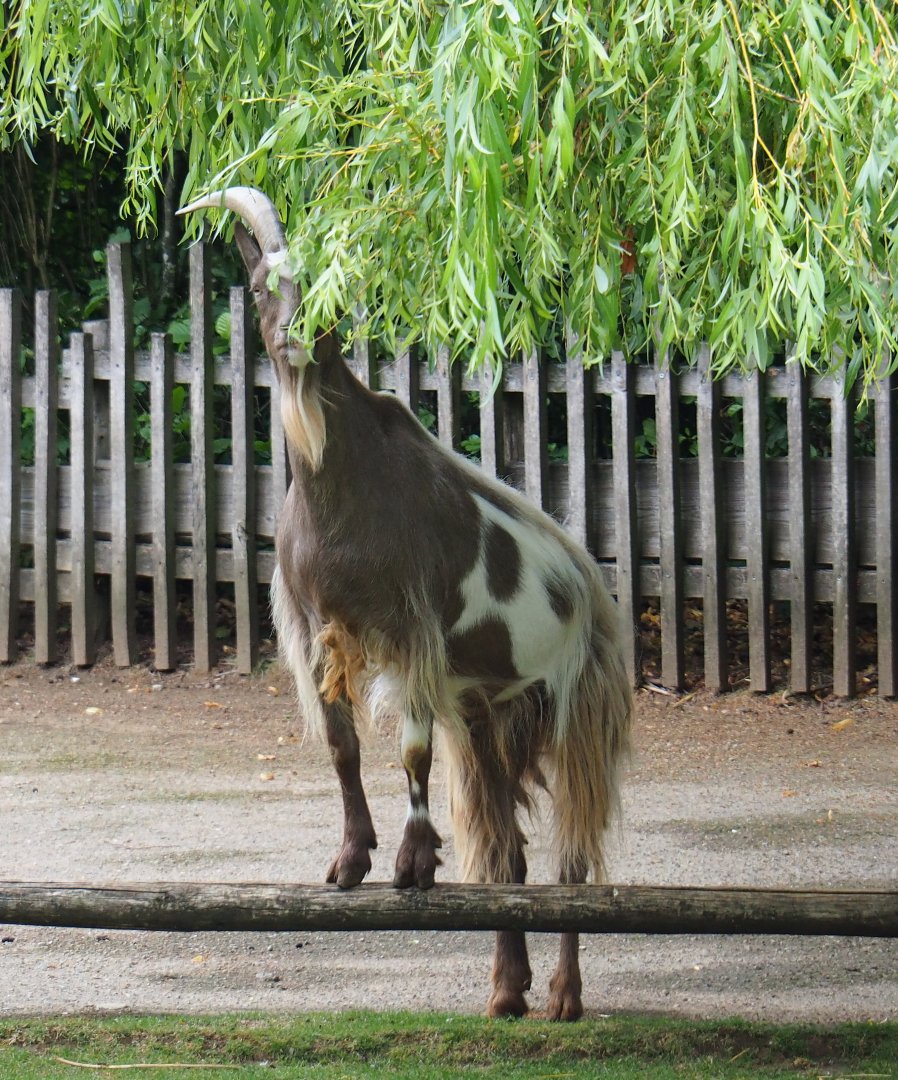 Limburg farm yard - Goat (Capra aegagrus hircus) browsing on weeping willow leaves, 2019-07-21