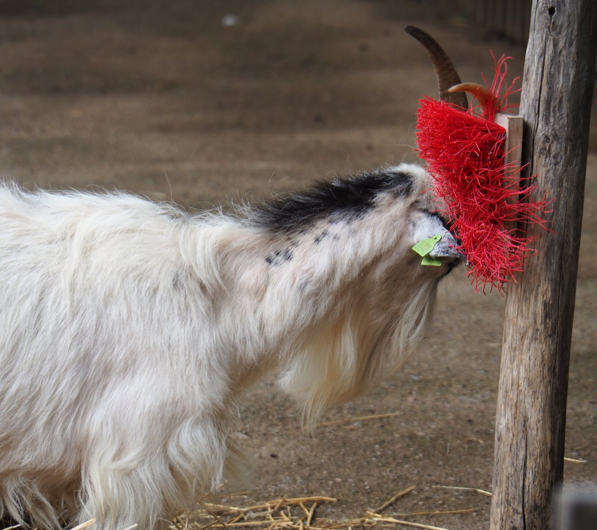 Limburg farm yard - Goat (Capra aegagrus hircus) using brush, 2019-07-21