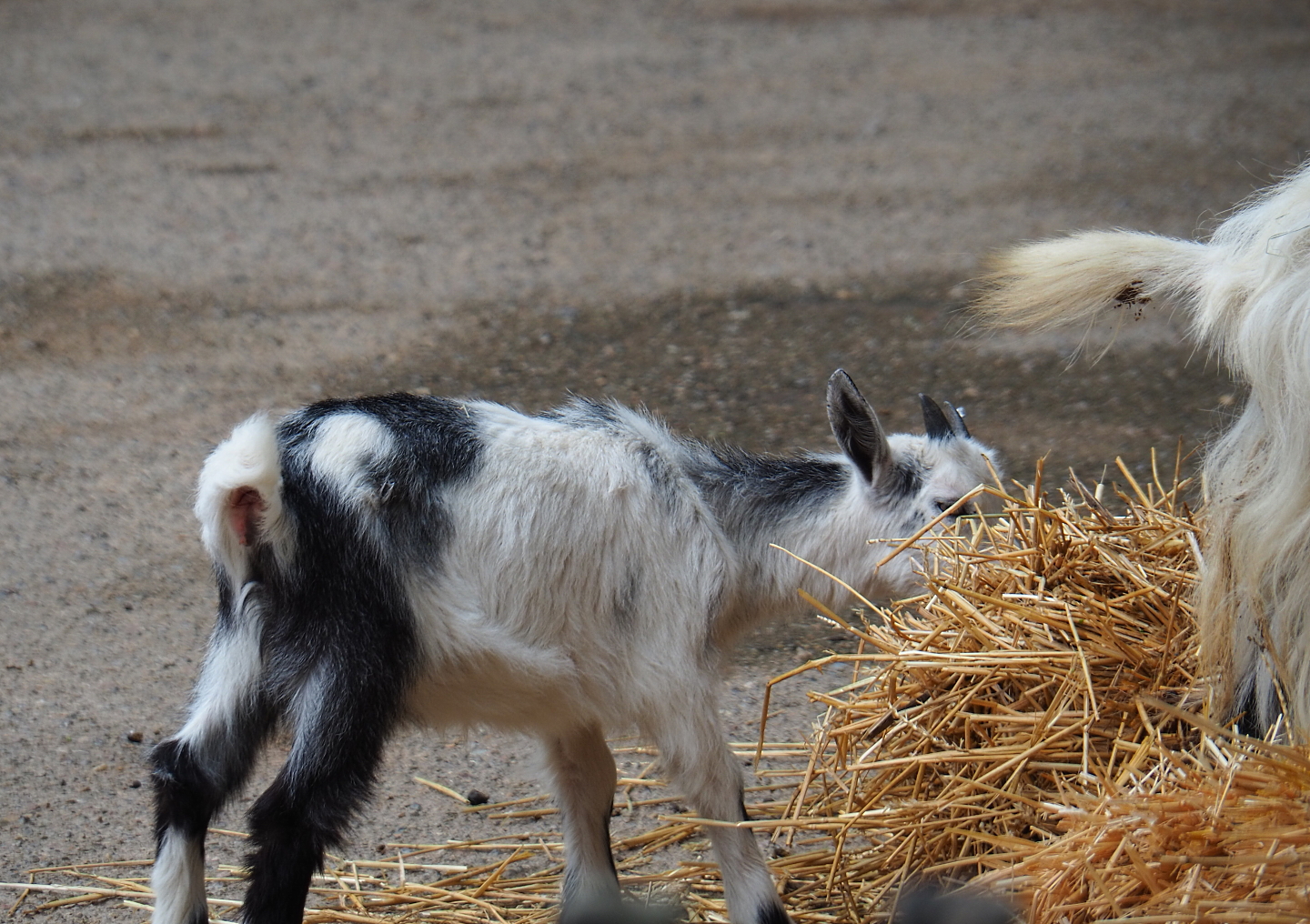 Limburg farm yard - Goat kid (Capra aegagrus hircus), 2019-07-21