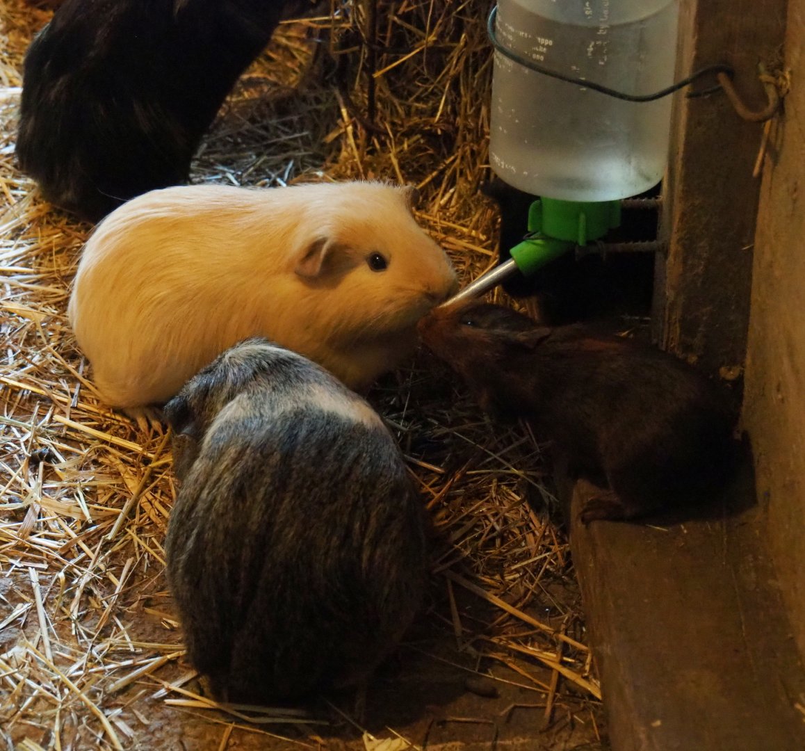 Limburg farm yard - Guinea pigs (Cavia porcellus), 2019-07-21