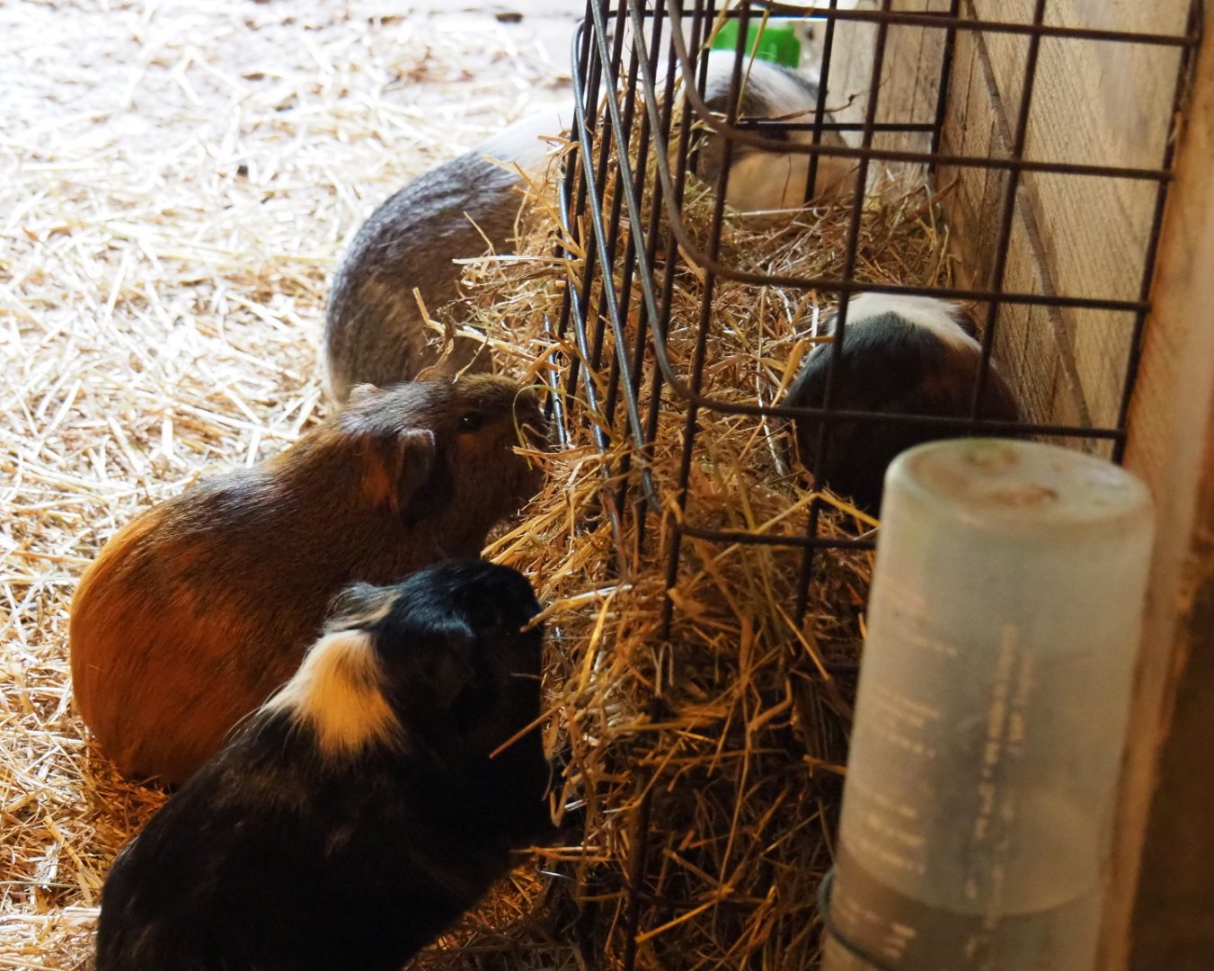 Limburg farm yard - Guinea pigs (Cavia porcellus), 2019-07-21