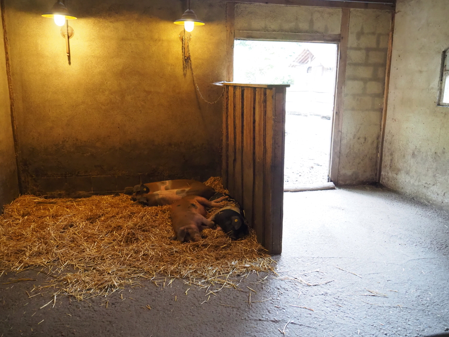 Limburg farm yard - Livar pigsty, 2019-07-21