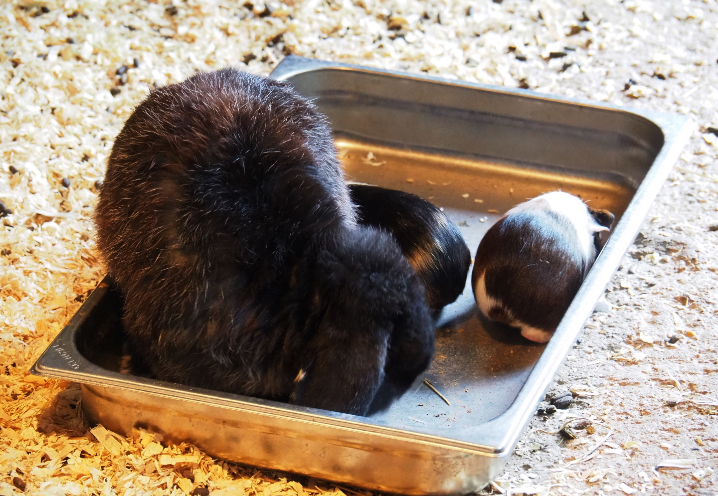 Limburg farm yard - Lop-eared rabbit (Oryctolagus cuniculus) and guinea pigs (Cavia porcellus) in feeding tray, 2019-07-21