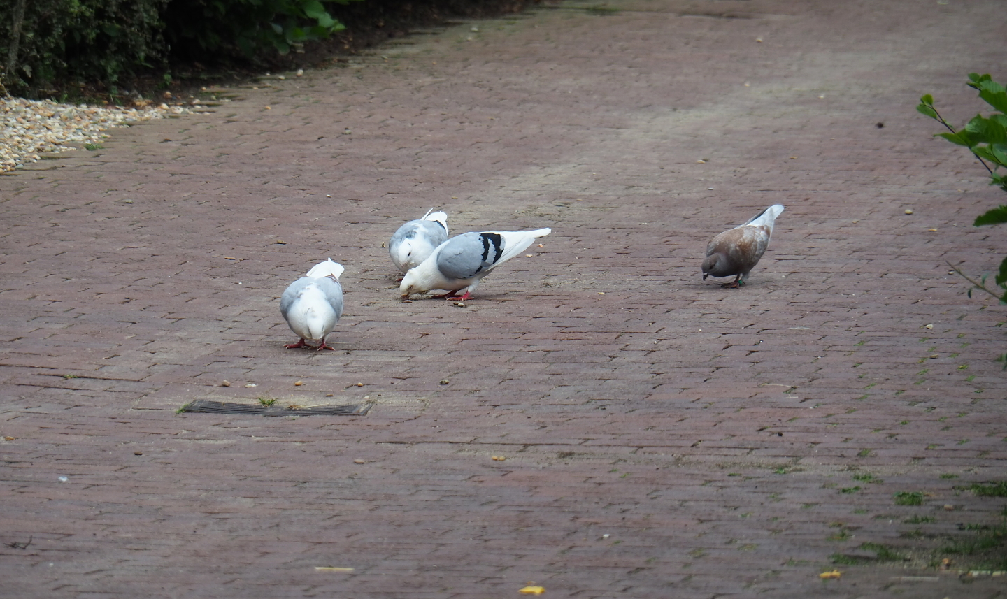 Limburg farm yard - Old Dutch gull pigeons (Columba livia domestica) foraging on the road, 2019-07-21