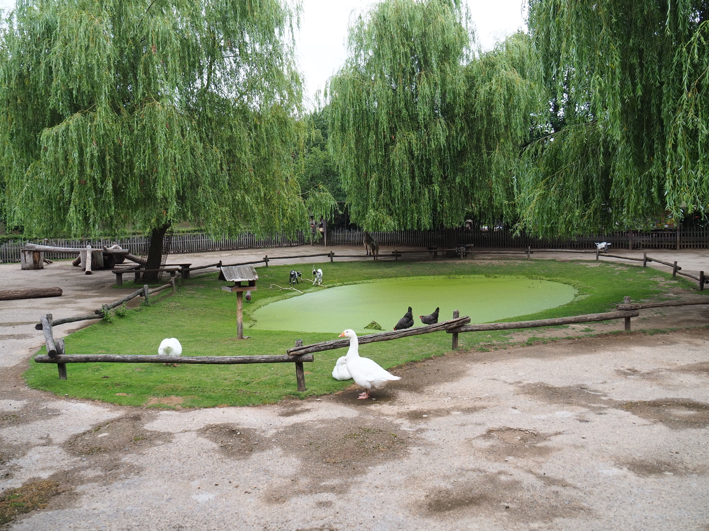 Limburg farm yard - Petting zoo paddock, 2019-07-21