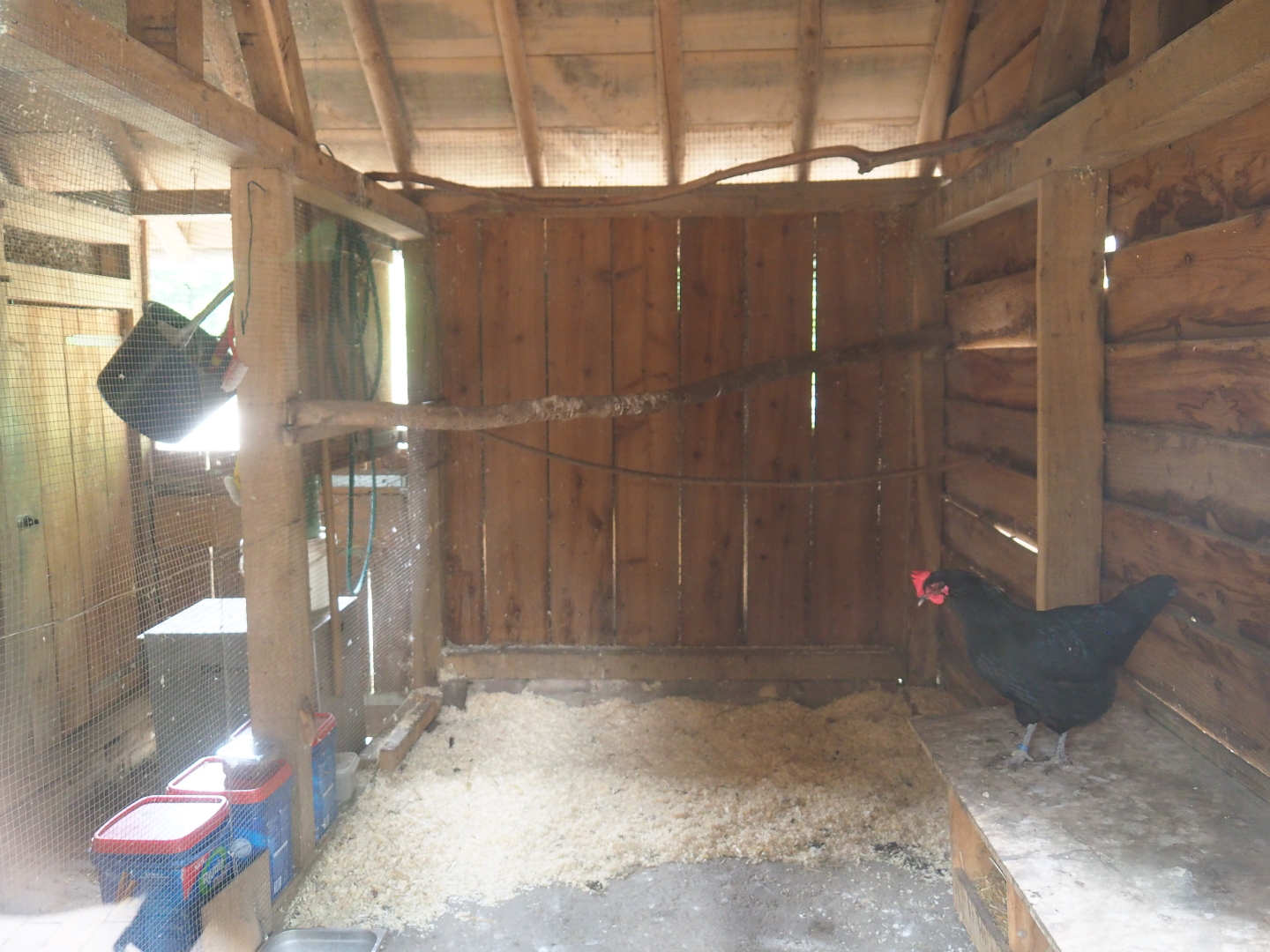 Limburg farm yard - View into chicken coop, 2019-07-21