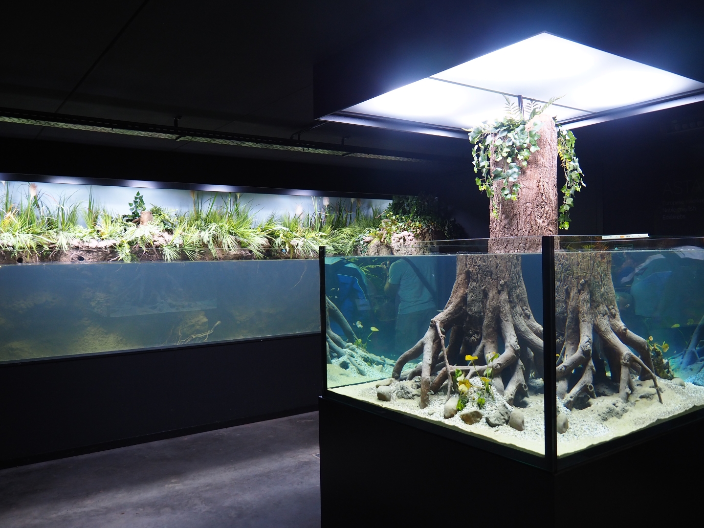 Limburg House aquaria (Oct 13th, 2018)