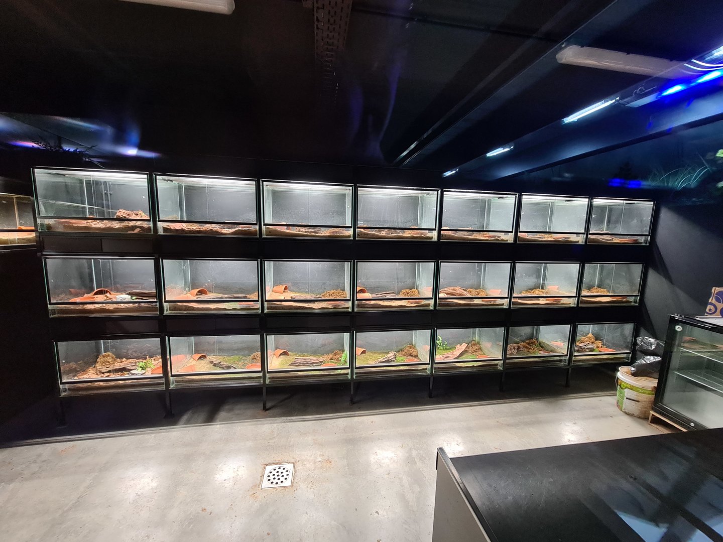 Limburg house - Banded fire salamander breeding room