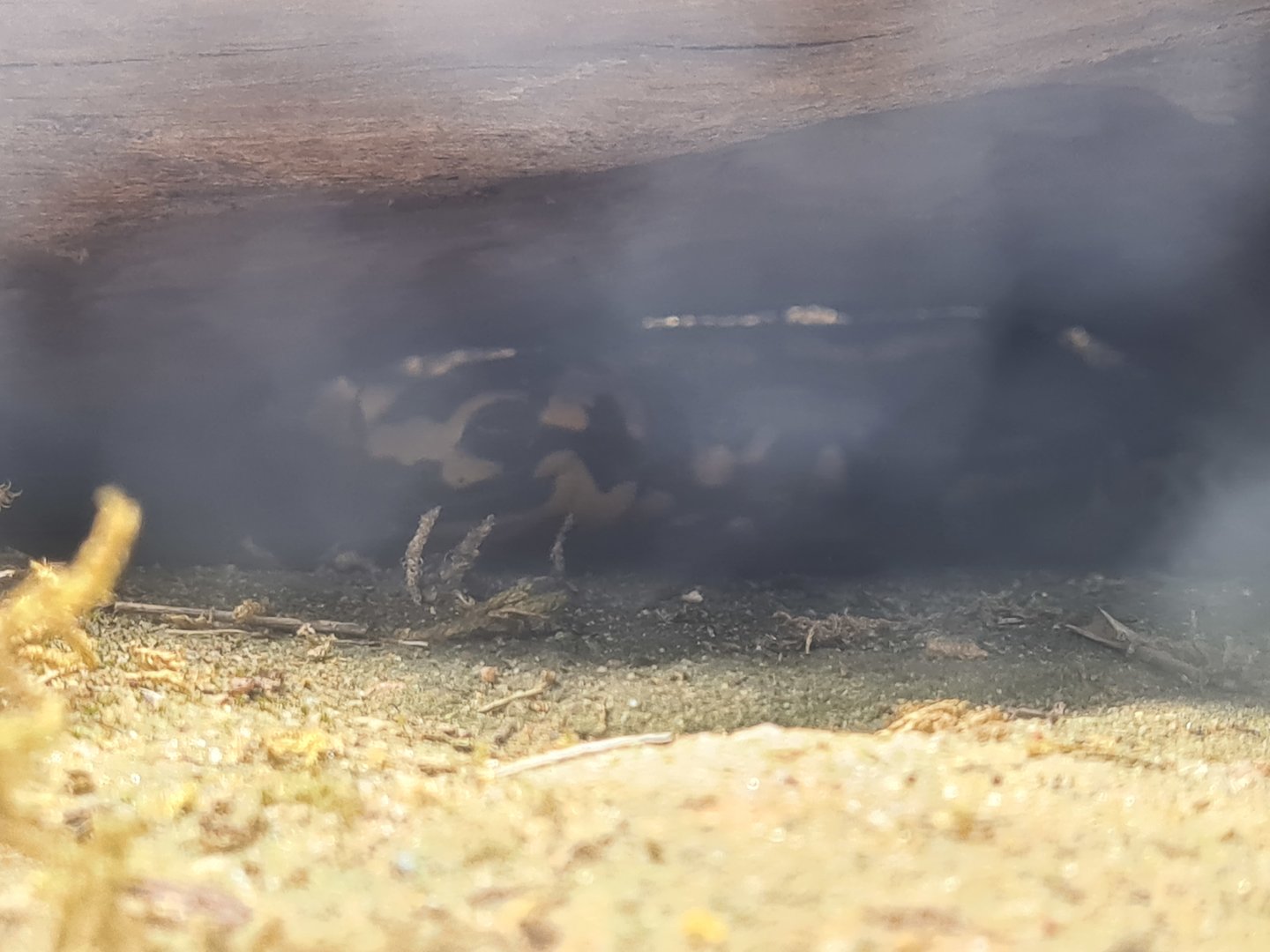 Limburg house - Banded fire salamander