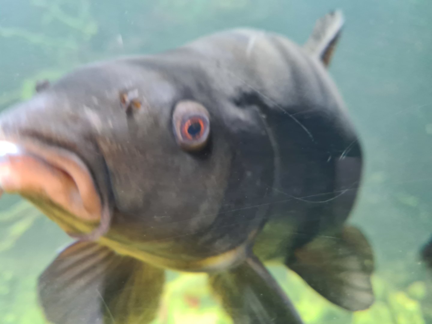 Limburg house - Common carp