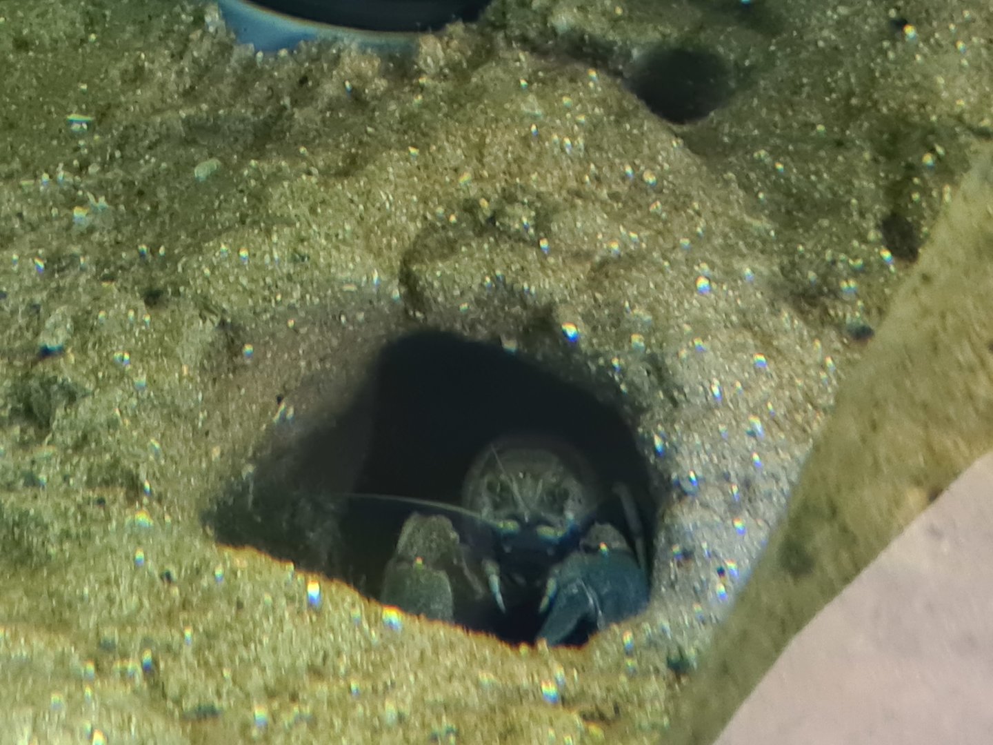 Limburg house - European noble crayfish