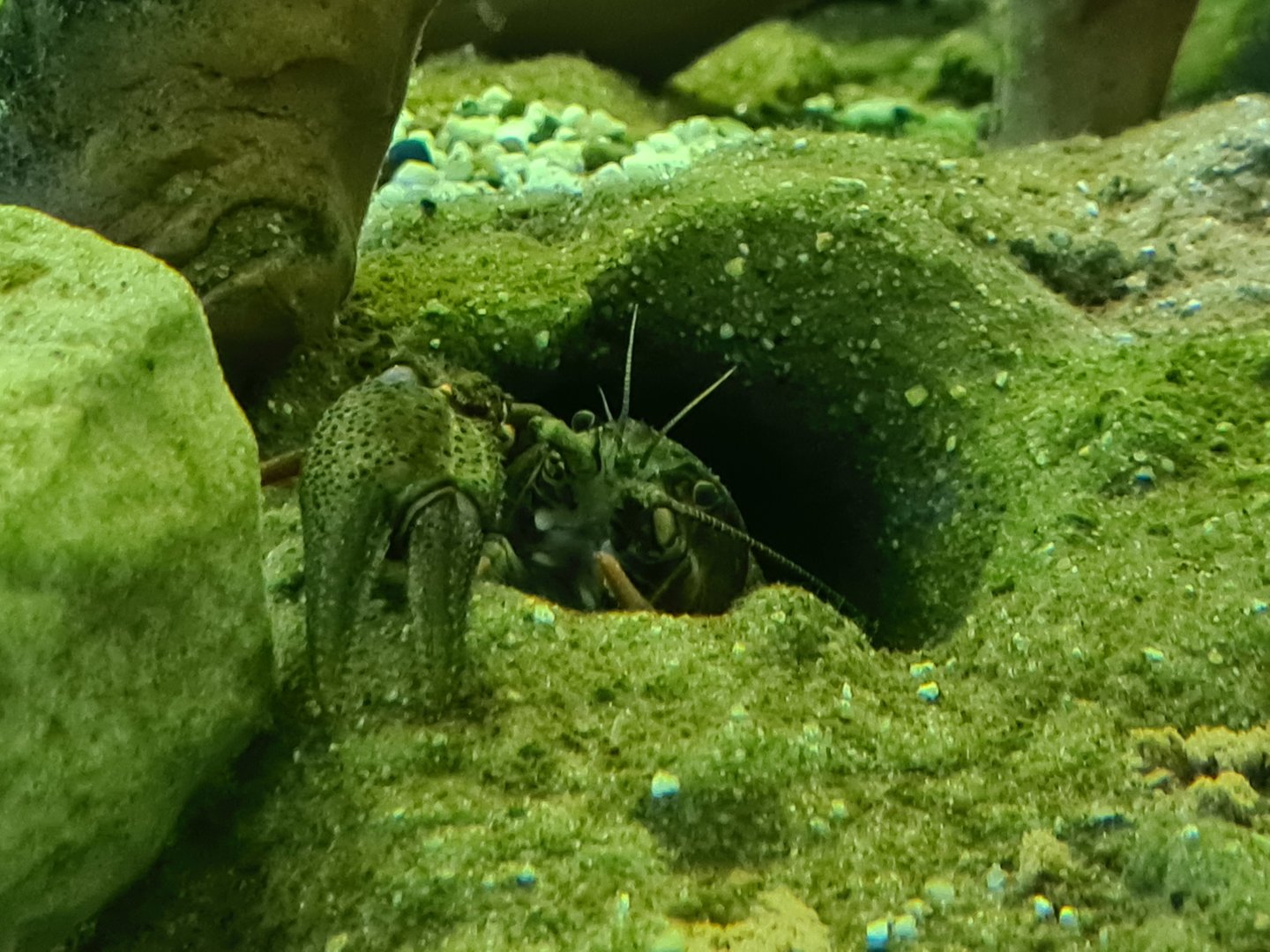 Limburg house - European noble crayfish