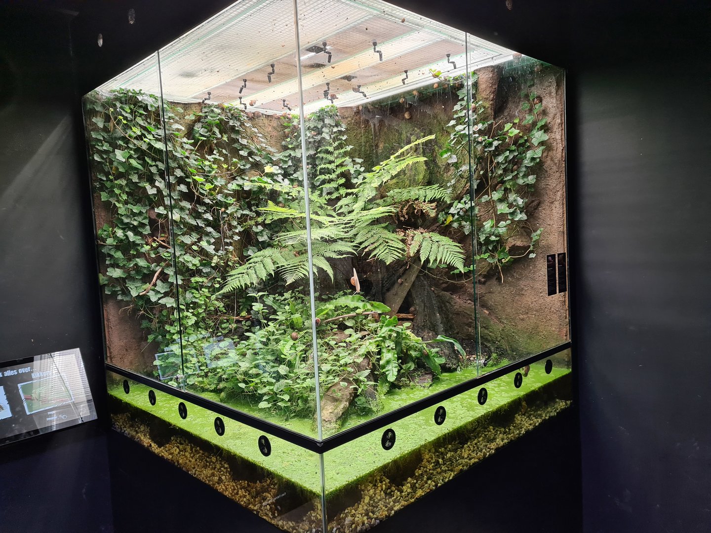 Limburg house - European tree frog and Roman snail paludarium