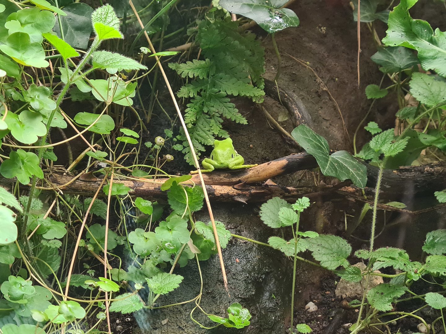 Limburg house - European tree frog