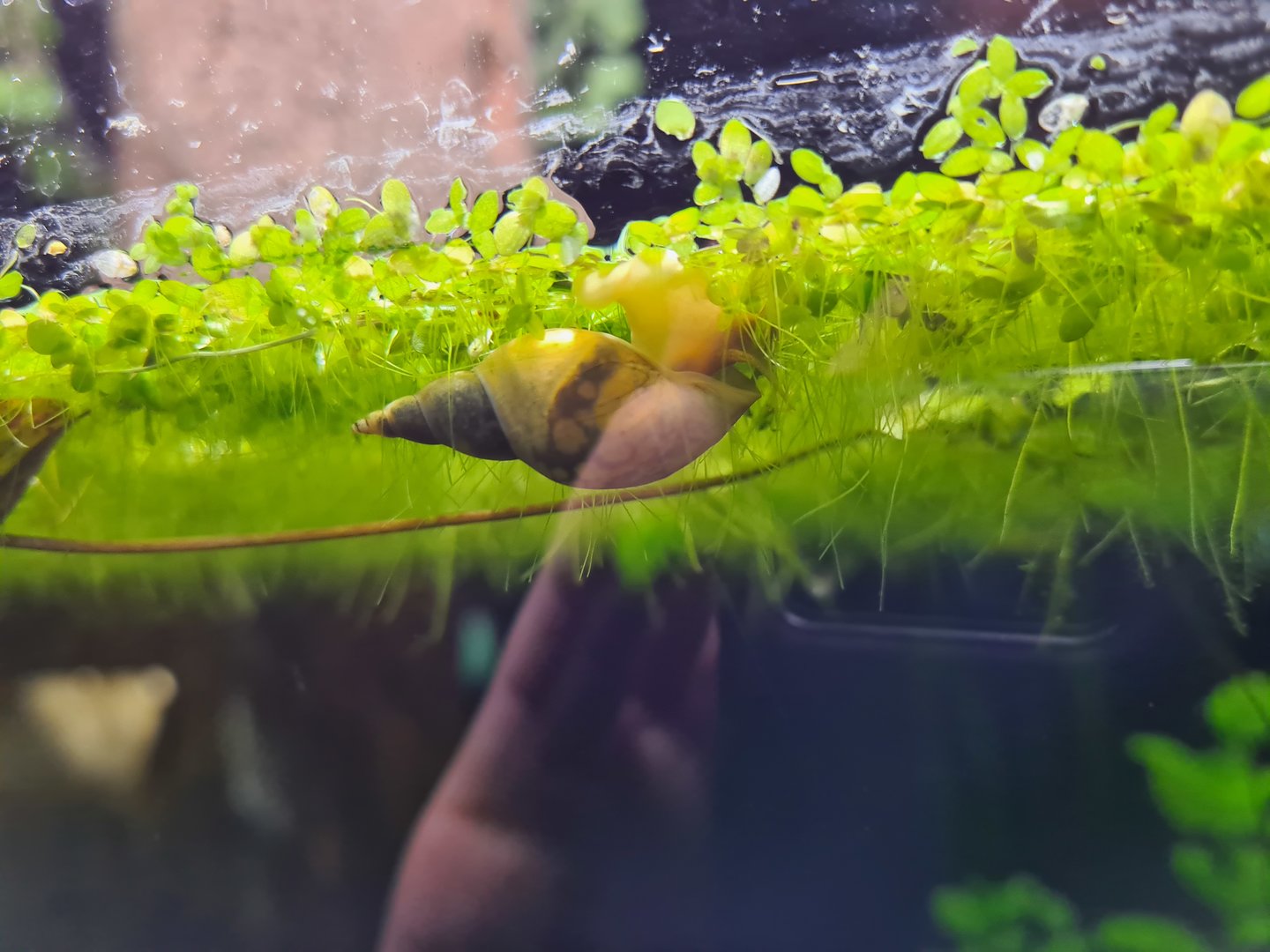 Limburg house - Great pond snail