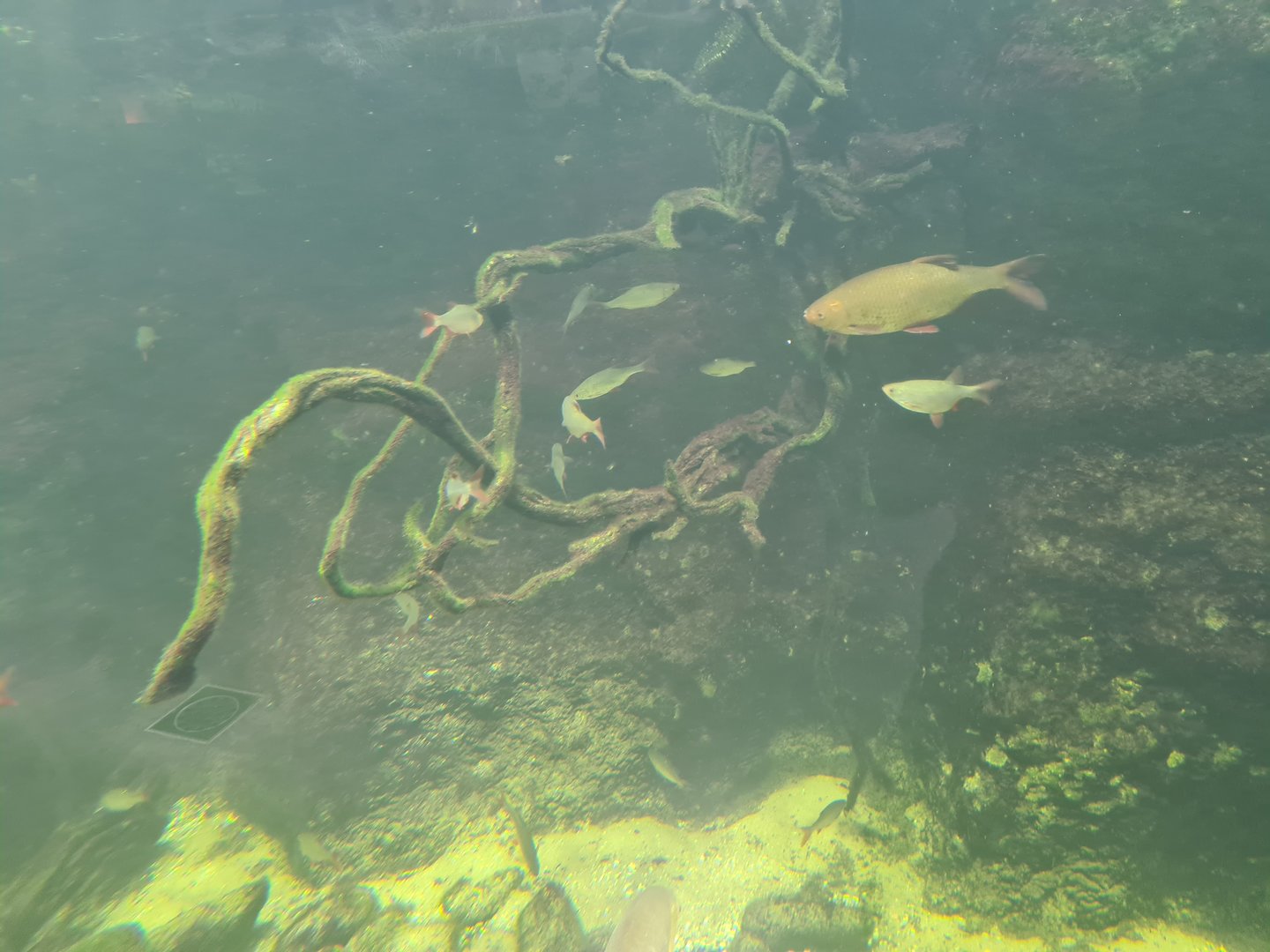 Limburg house - Main aquarium interior