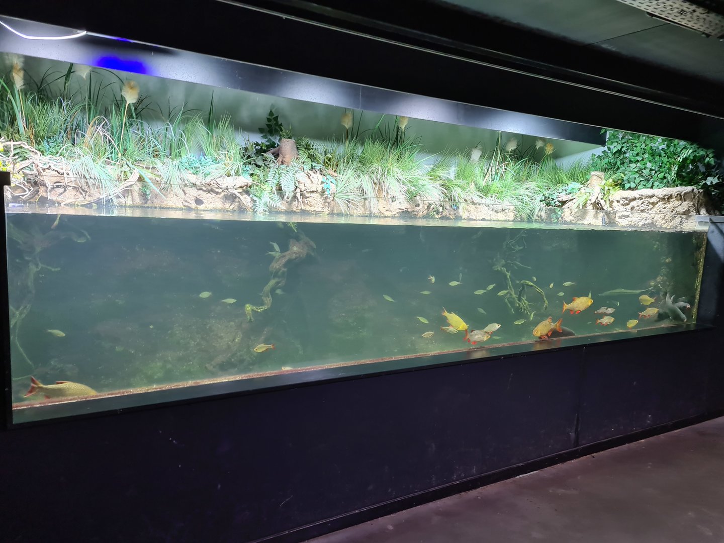 Limburg house - Main aquarium
