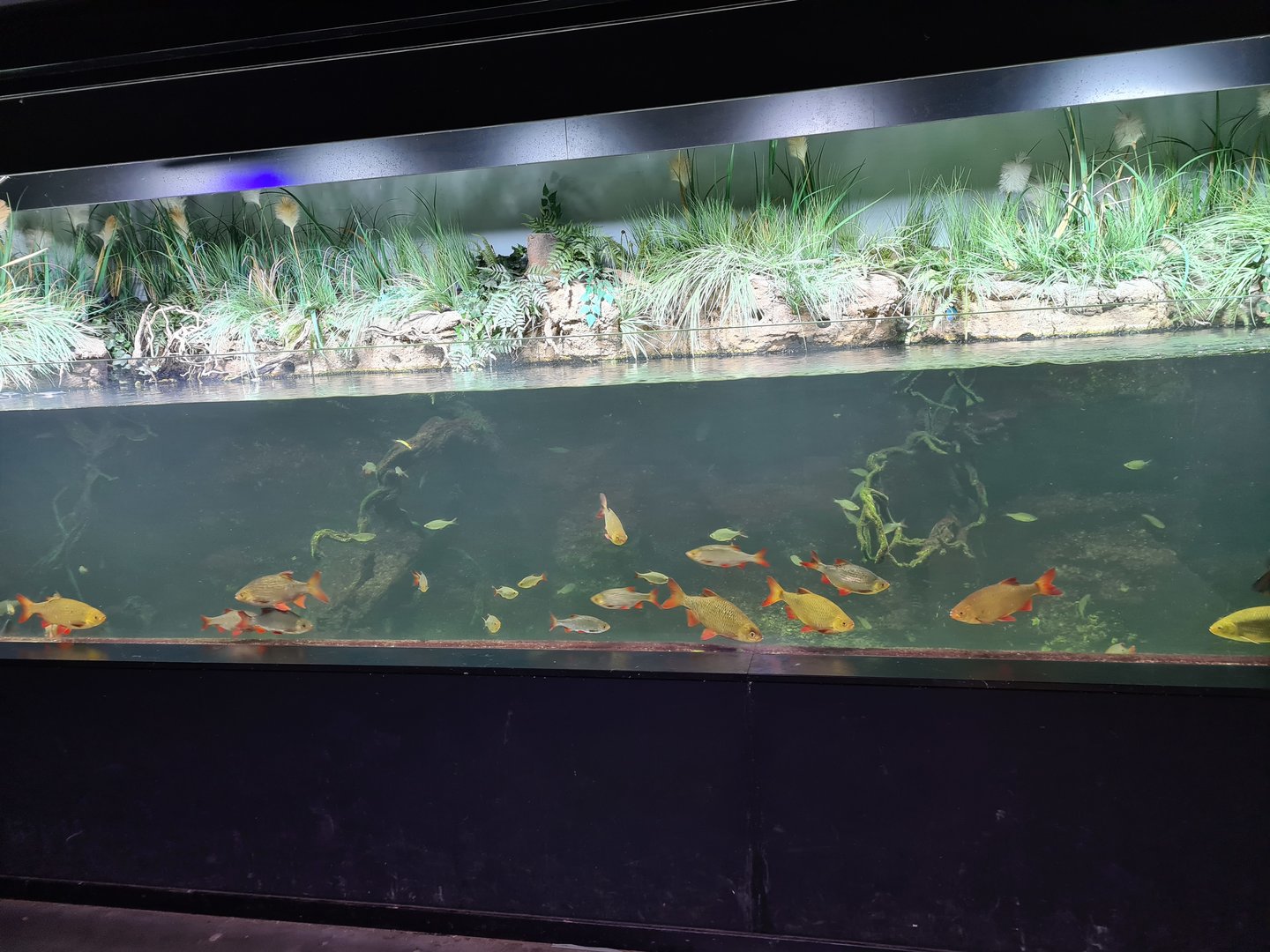 Limburg house - Main aquarium